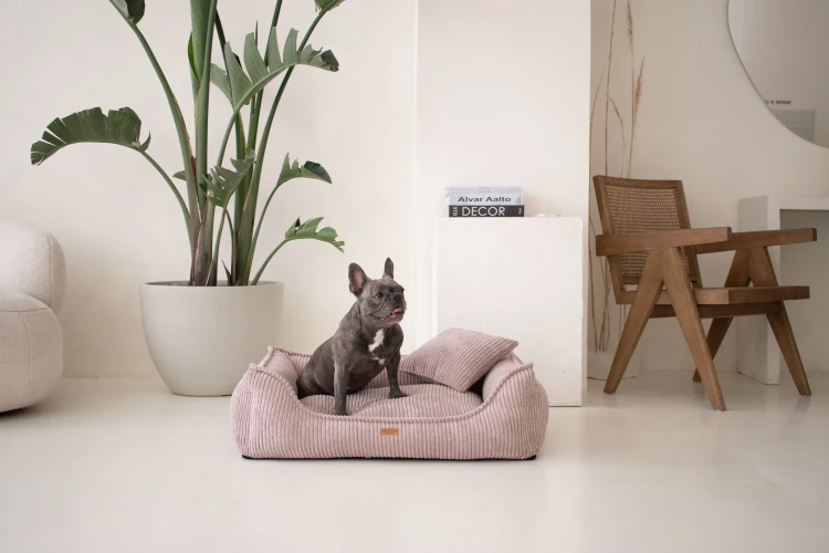 DSC_0132 2_wynik.webp